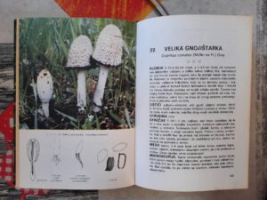 Ključ za gljive - Ivan Focht